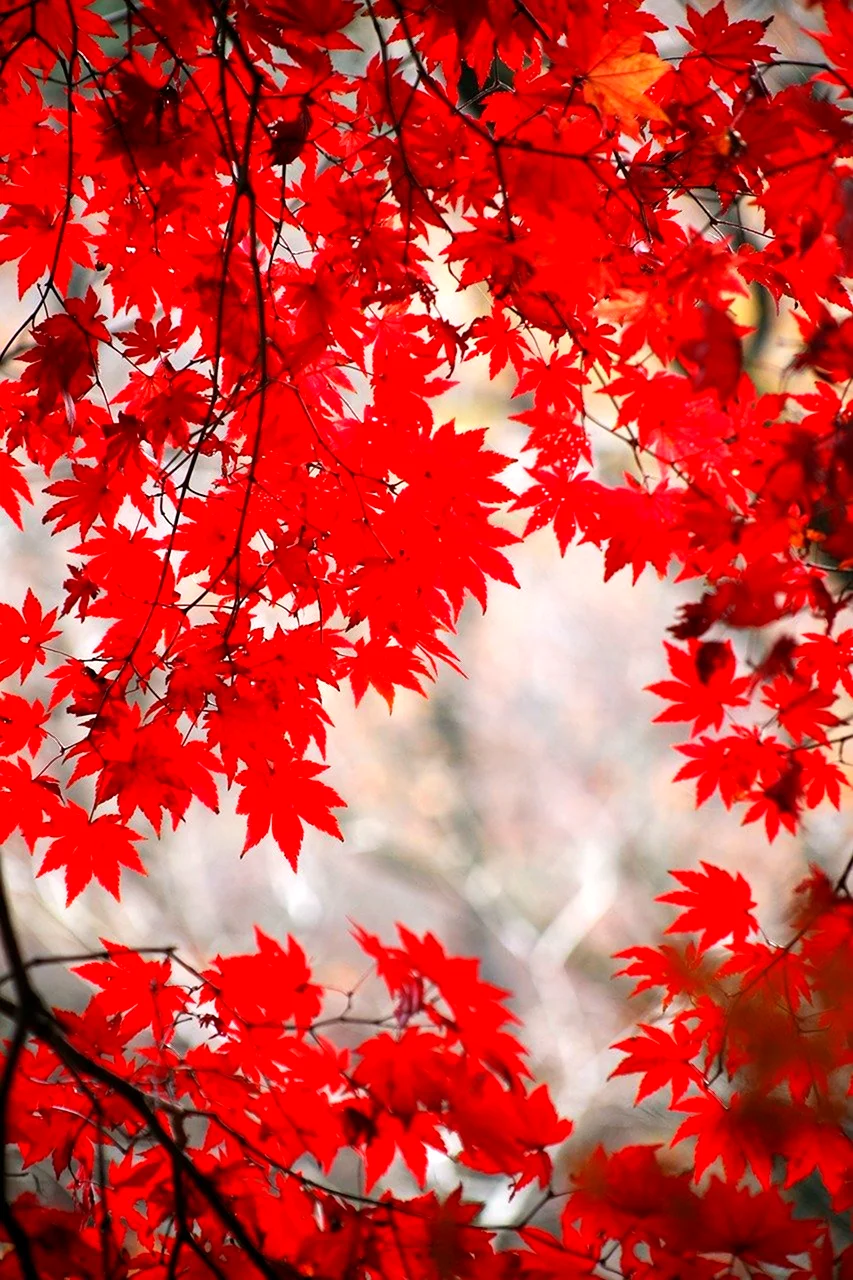 Красный кленовый лист