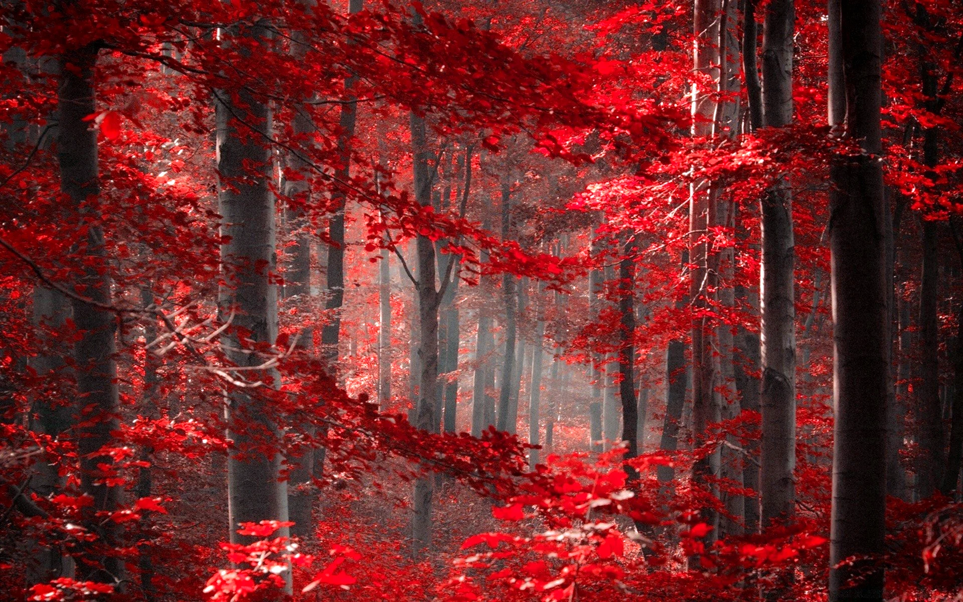 Красный лес Геншин