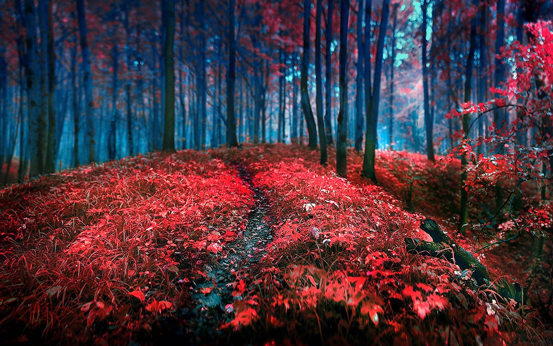 Красный лес Кубань