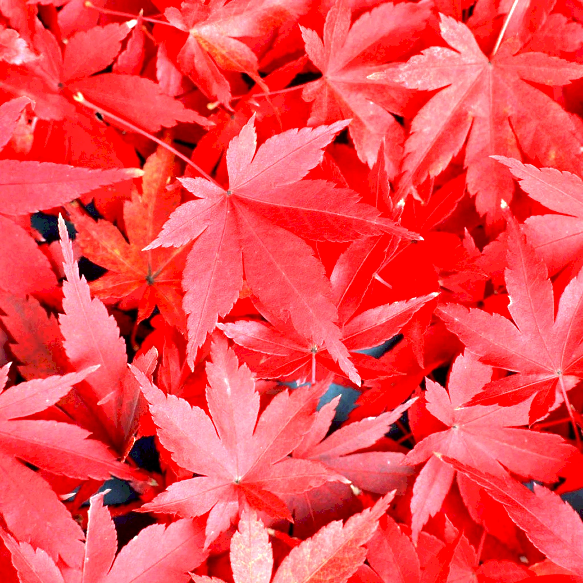 Красный лист