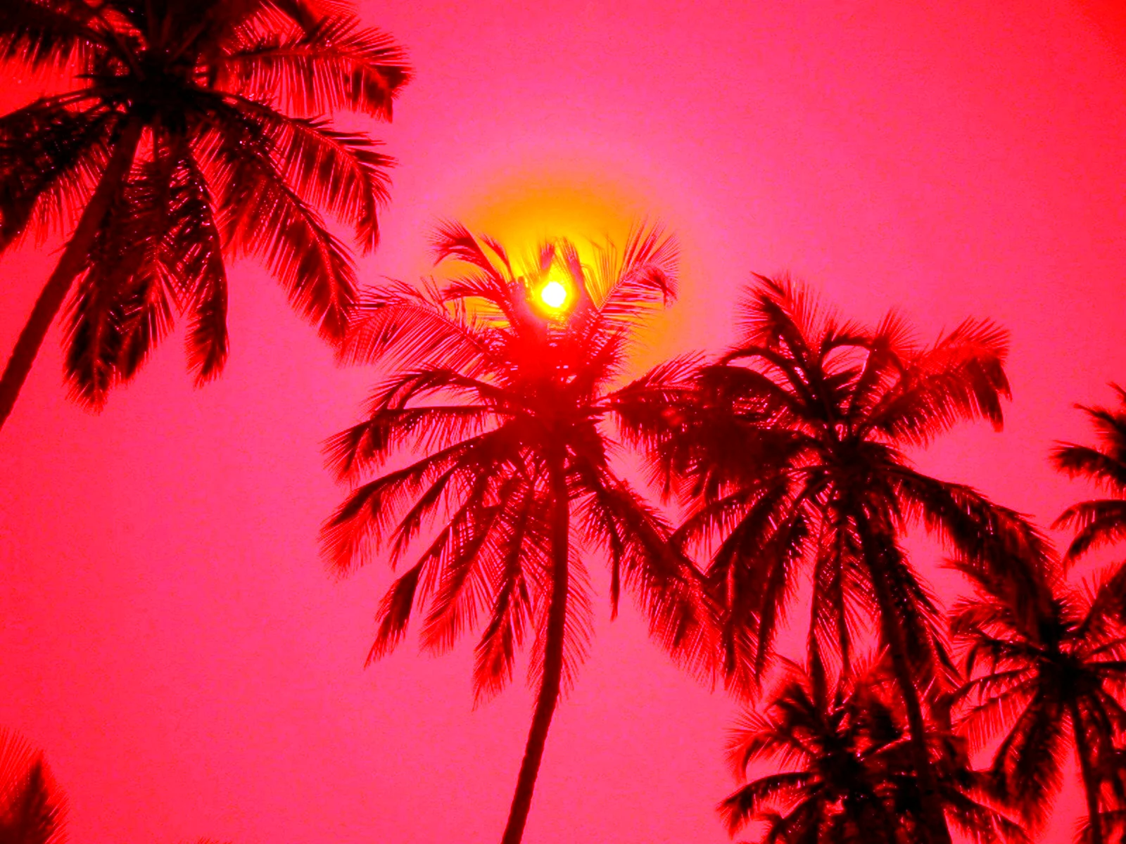 Красный закат пальмы