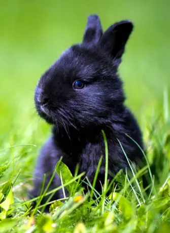 Кролик одуванчик