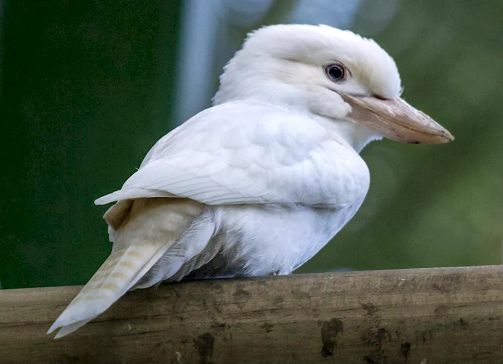 Кукабарра альбинос