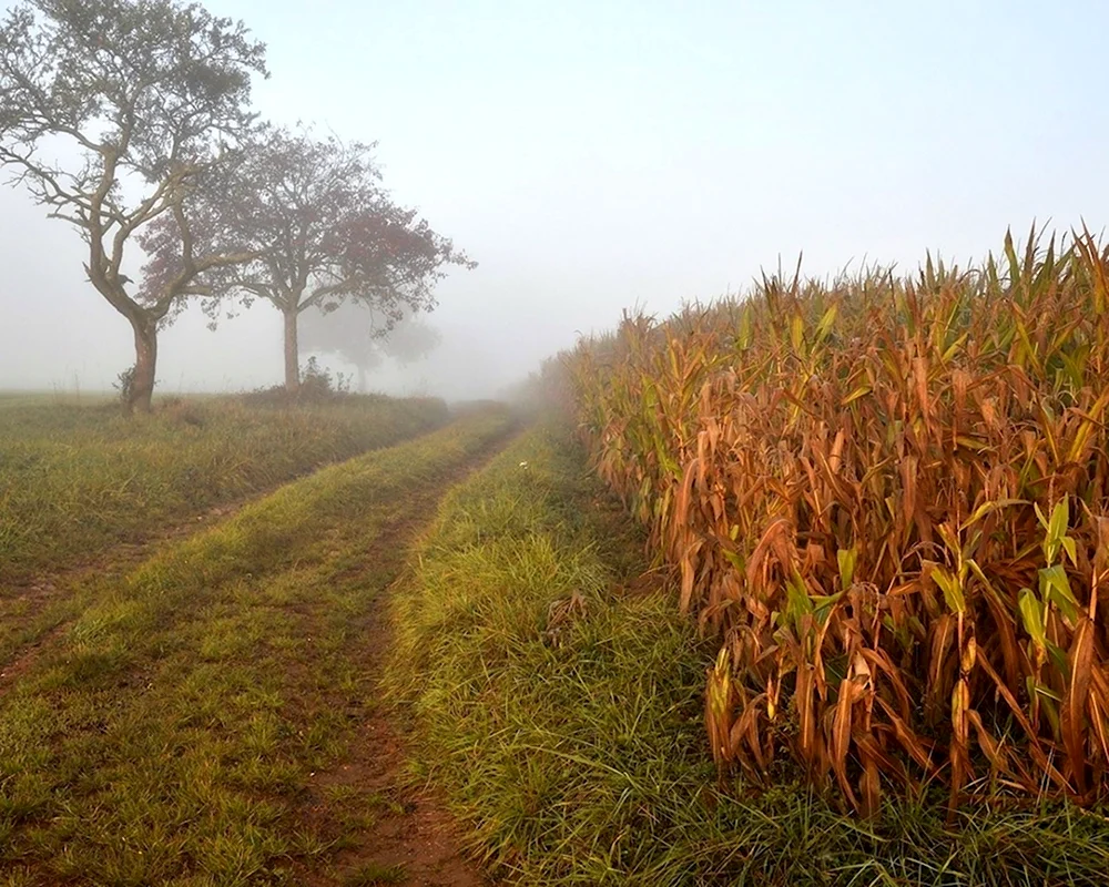 Кукурузное поле туман