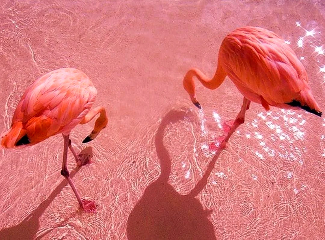 Кукушкин розовый Фламинго