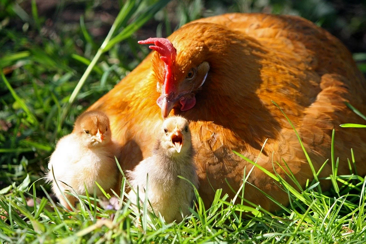 Курочканасетка с цыплятамим