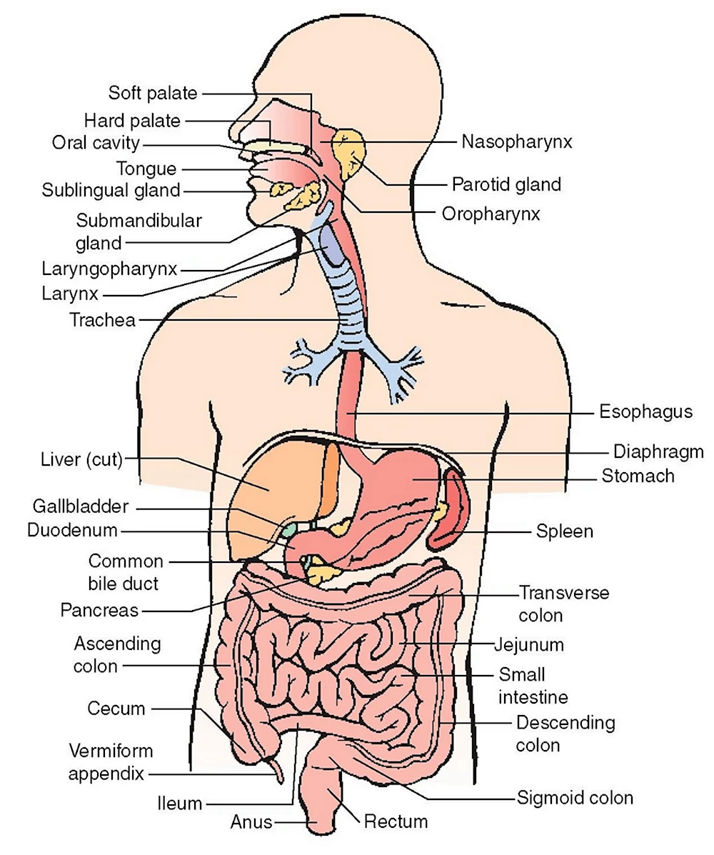 Label the Parts of the Human Digestive System