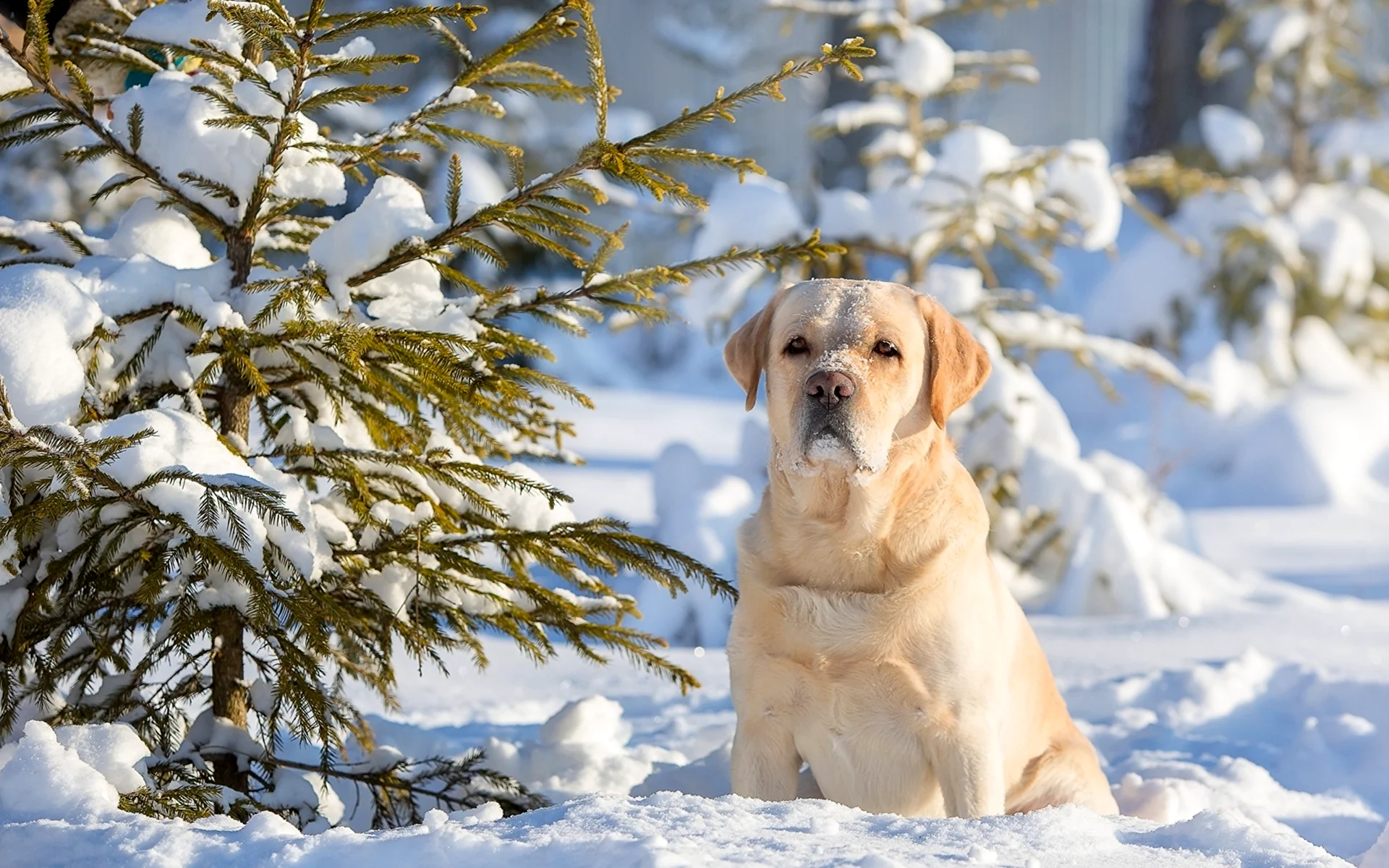 Лабрадор щенок зима