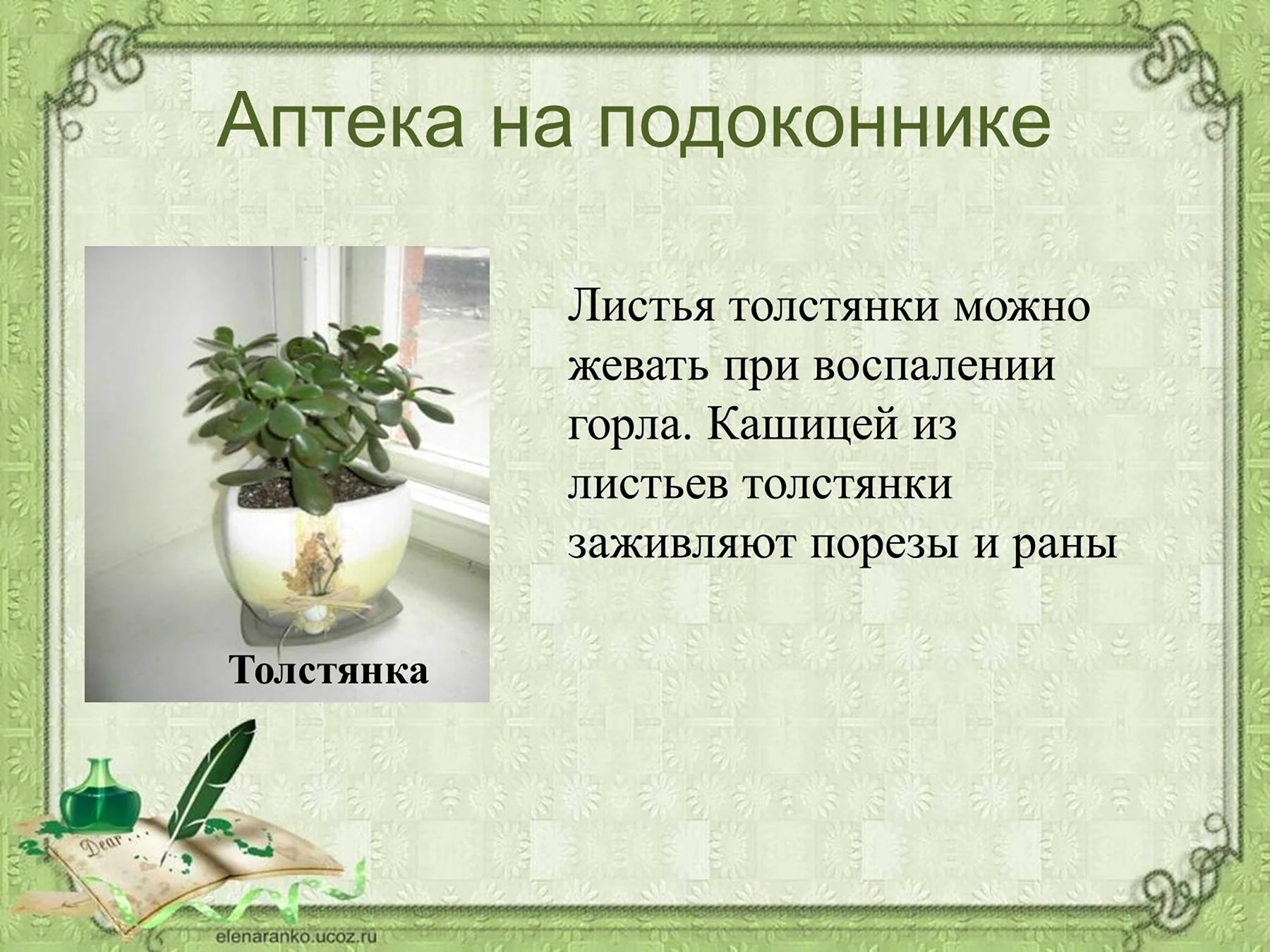 Лекарственные комнатные растения