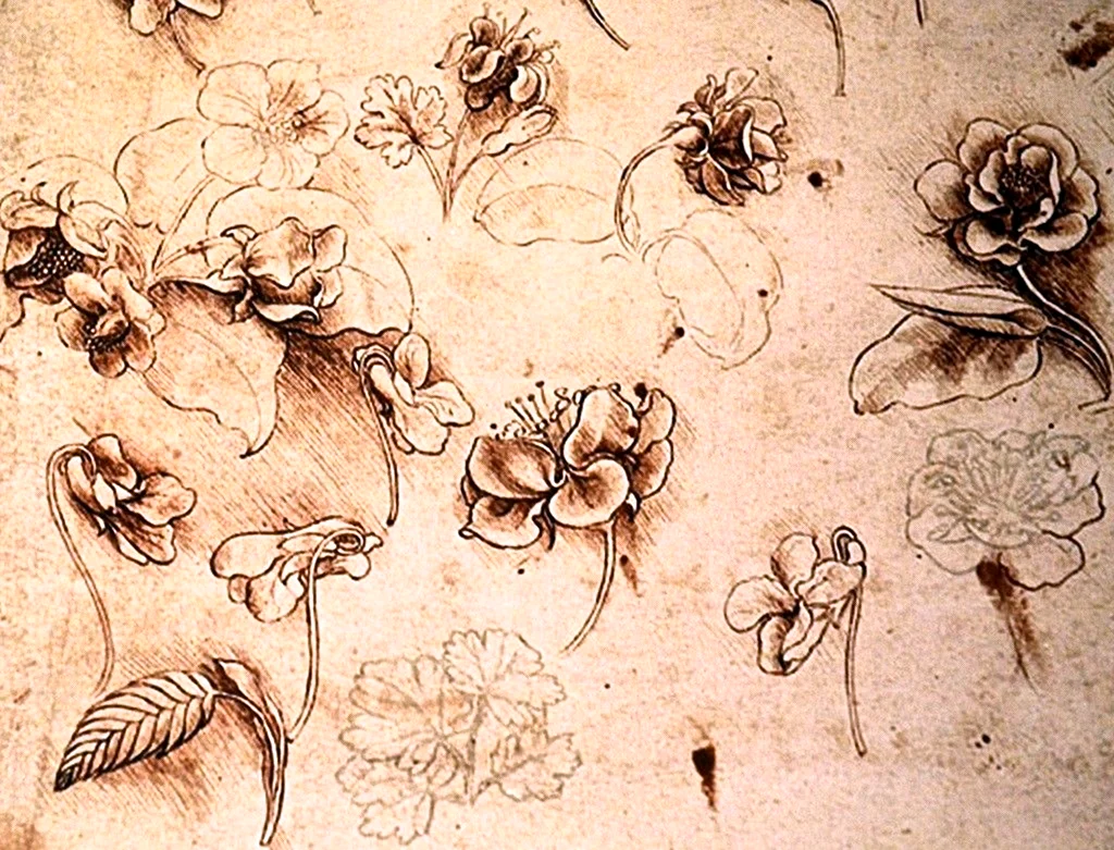 Леонардо да Винчи ботаника
