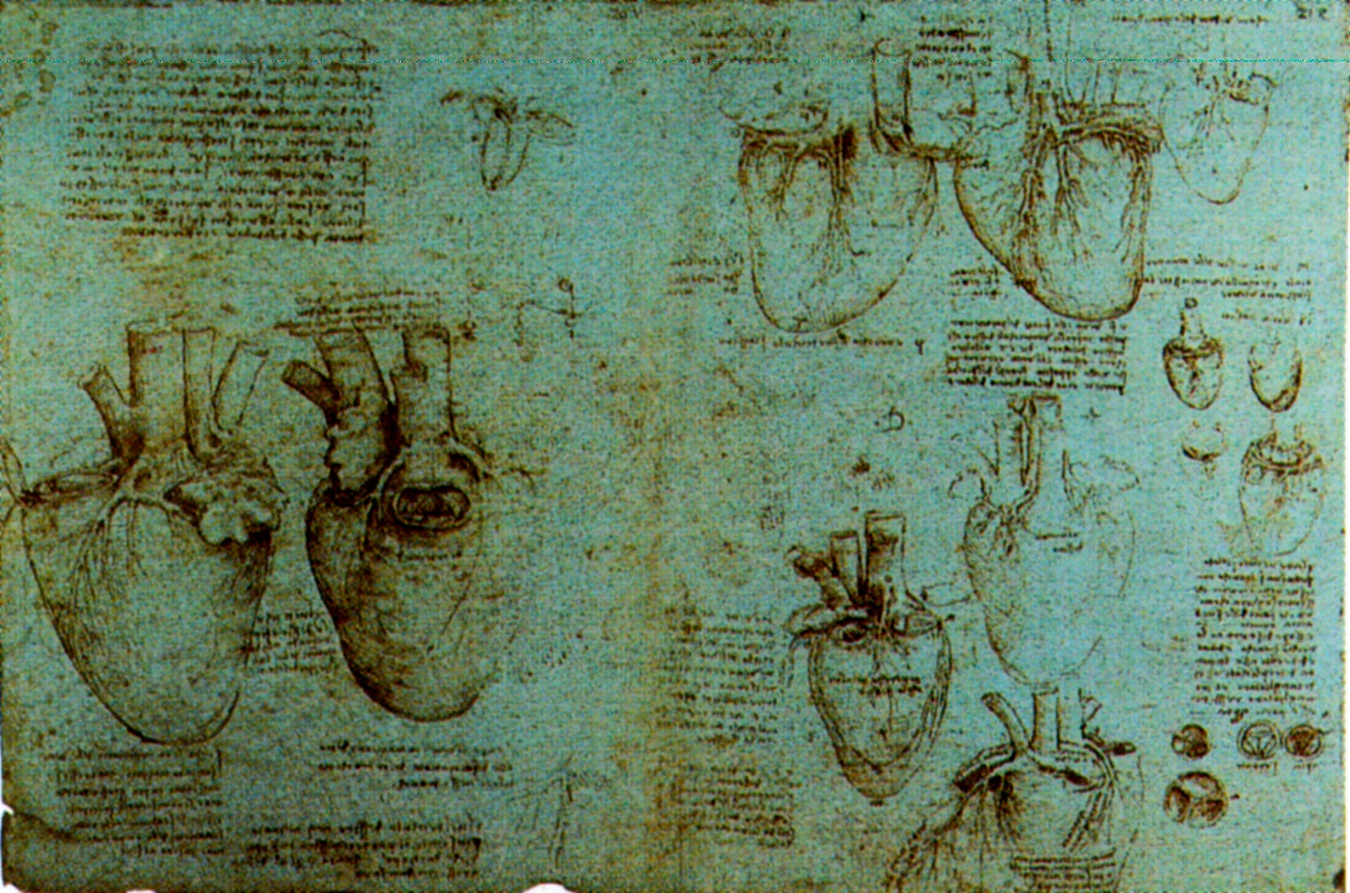 Леонардо да Винчи физиология