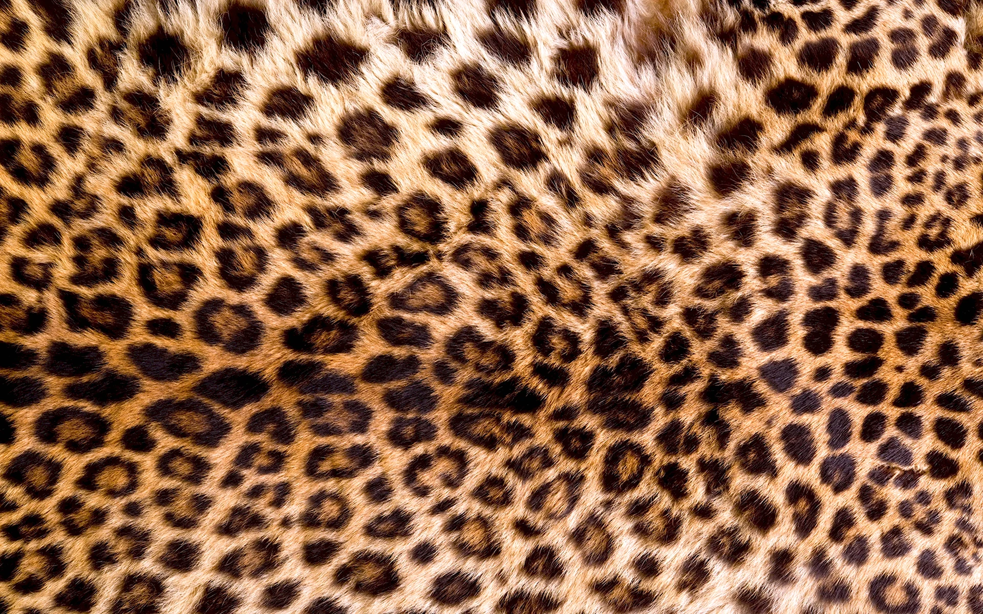 Леопард фактура