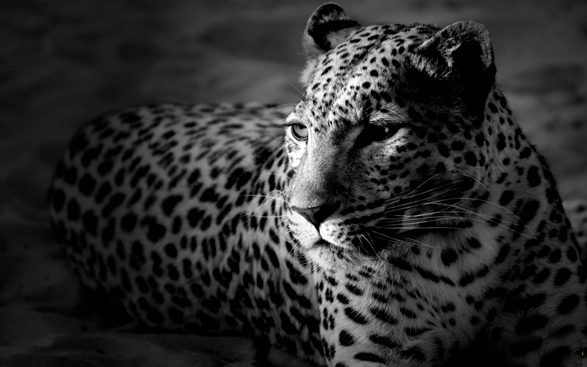 Леопард монохром