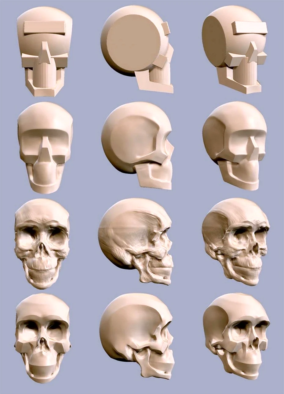 Лепка черепа человека