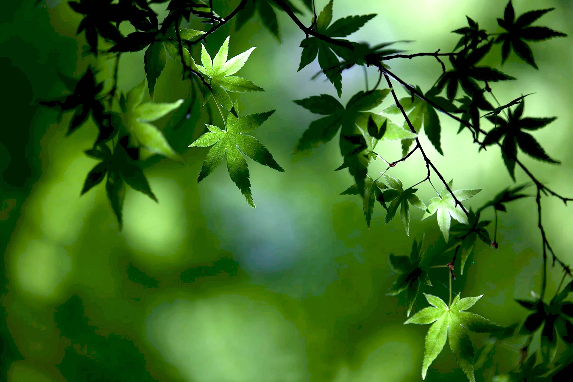 Лес фон листва зелень темная