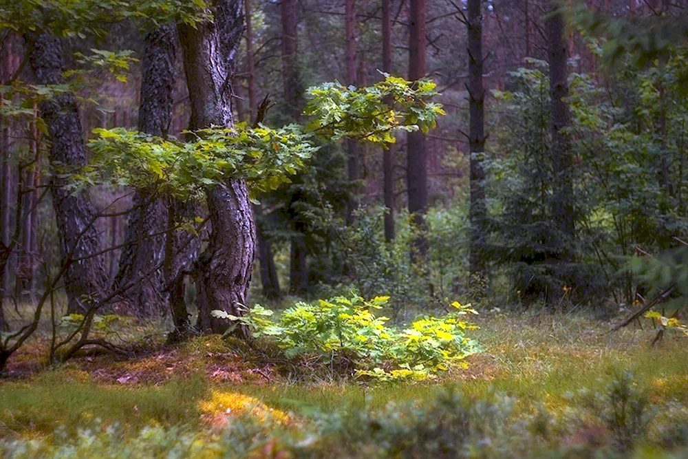 Лес лес Лесной Лесной