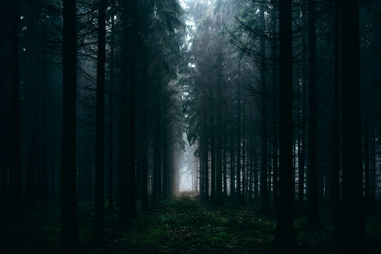 Лес мрачно