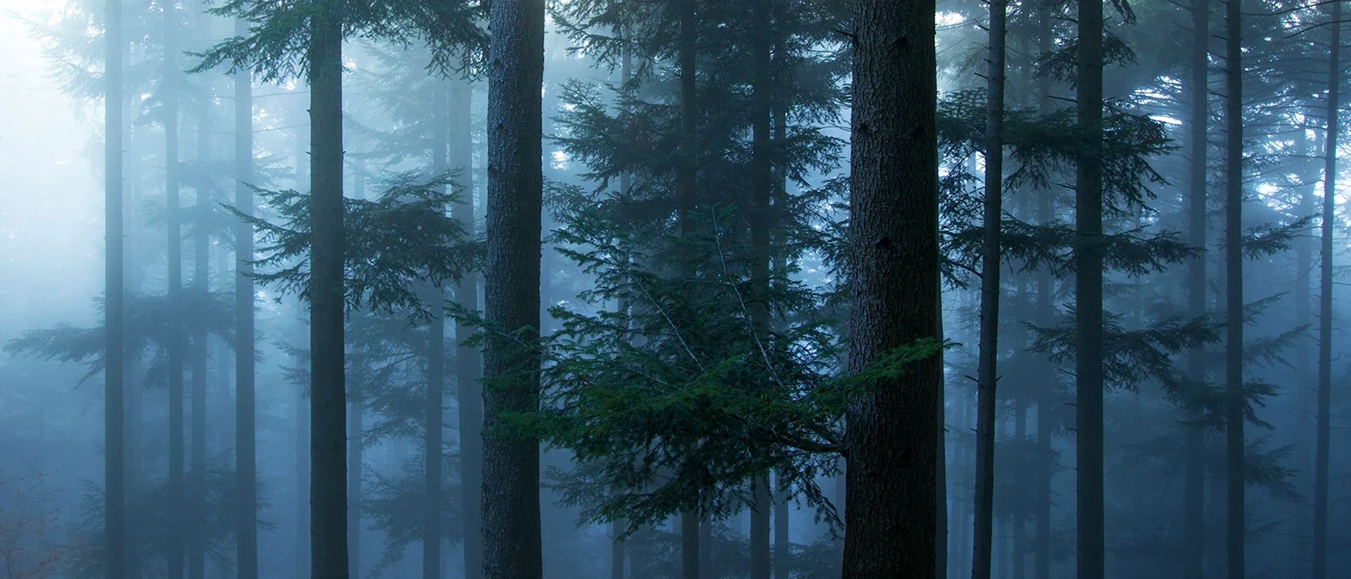 Лес покрытый туманом