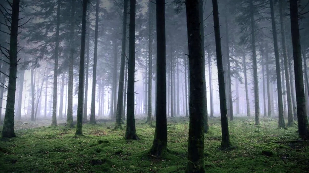 Лес в темных тонах