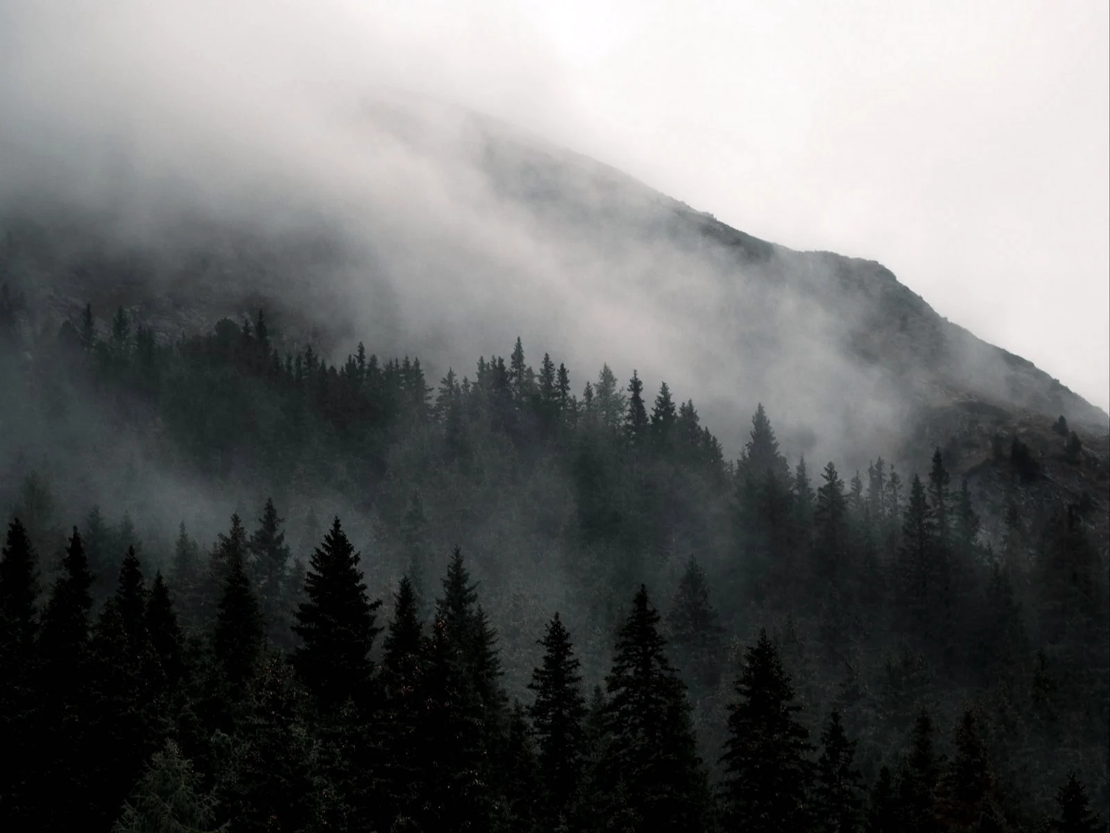Лес в тумане 1920x1080