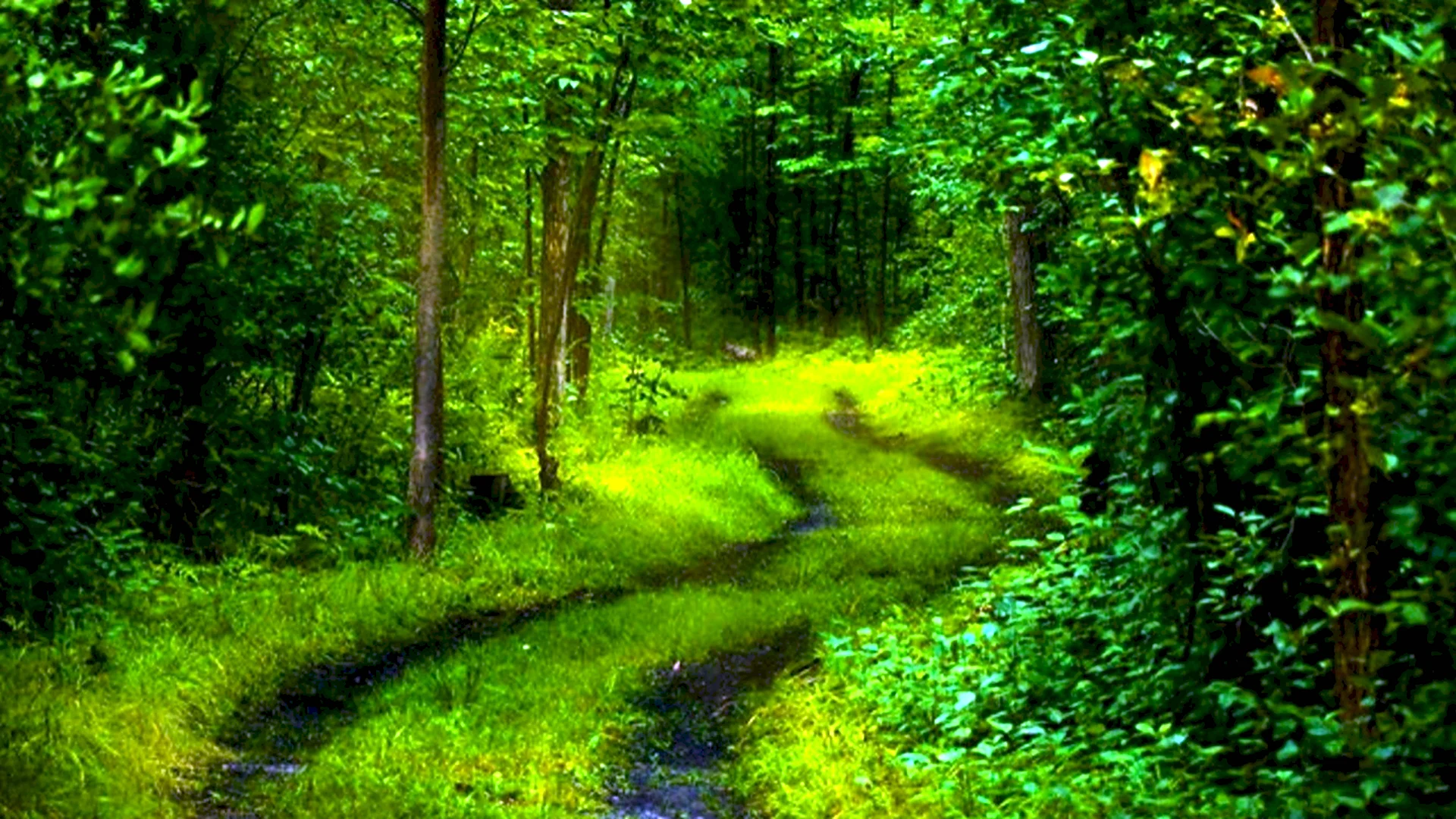 Лес в зеленых тонах