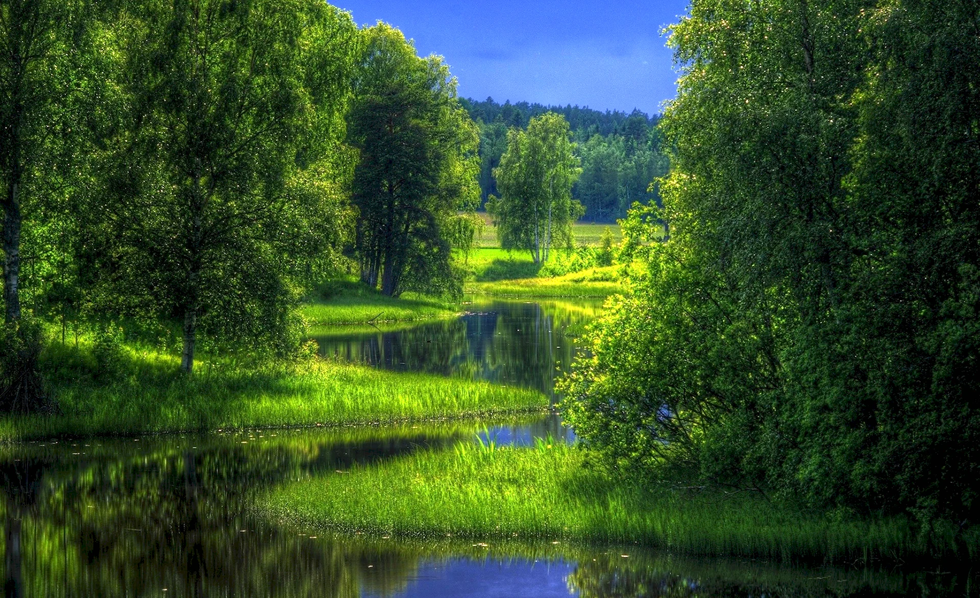 Лесная Поляна природа лес река