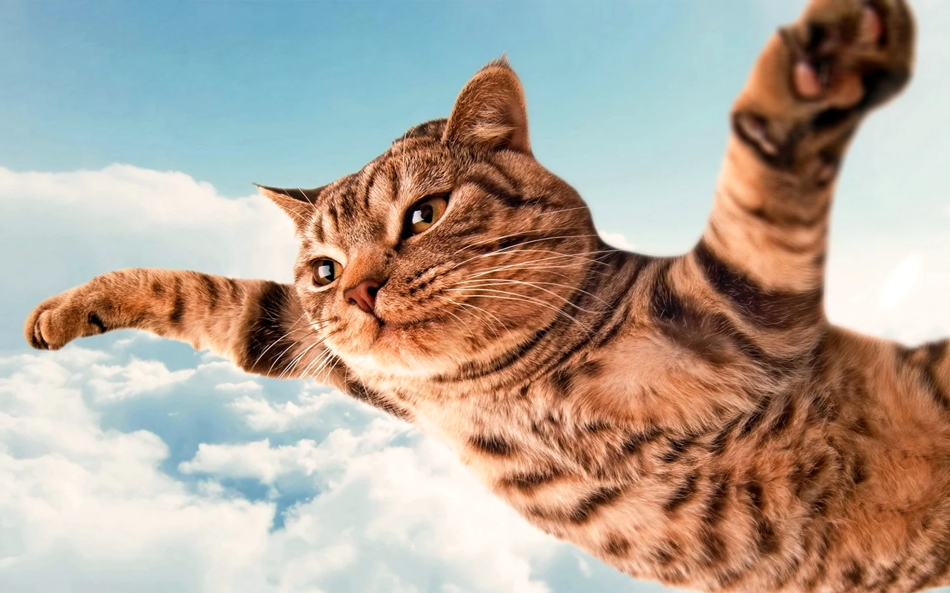 Летающая кошка