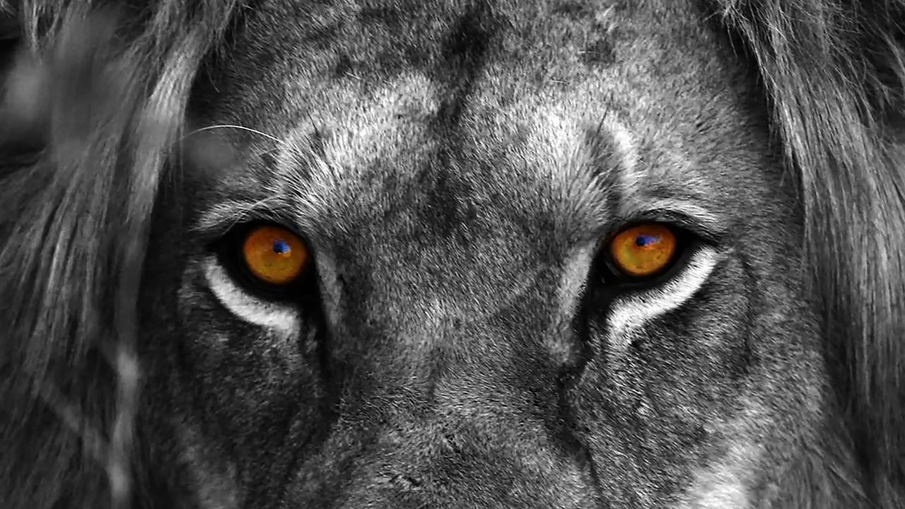 Лев черно белый с желтыми глазами
