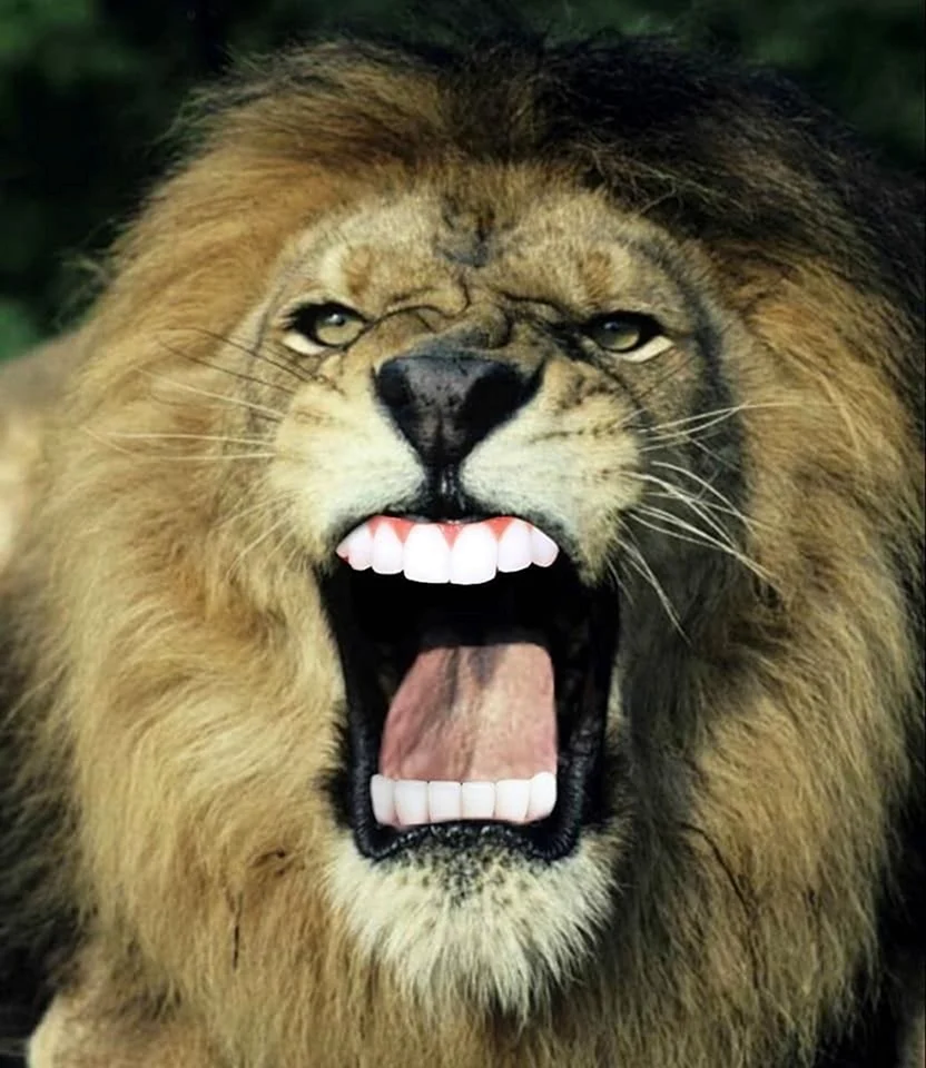 Лев рычит