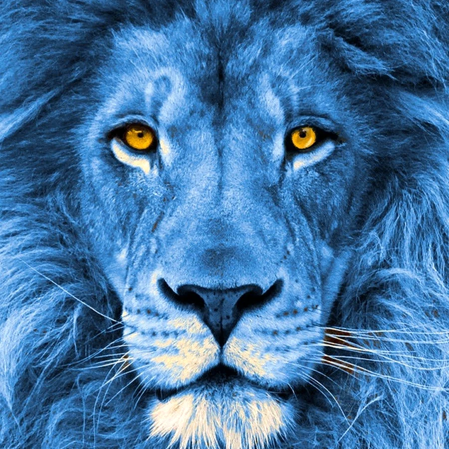 Лев с голубыми глазами