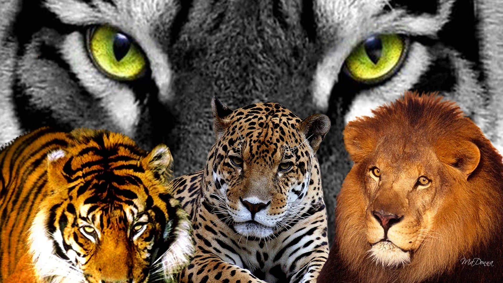 Лев тигр леопард Ягуар