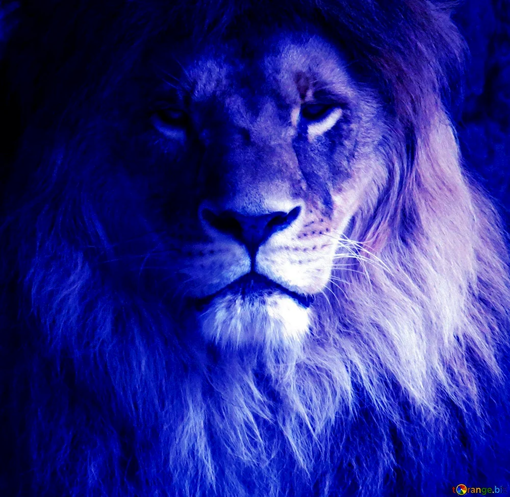 Лев в синих тонах