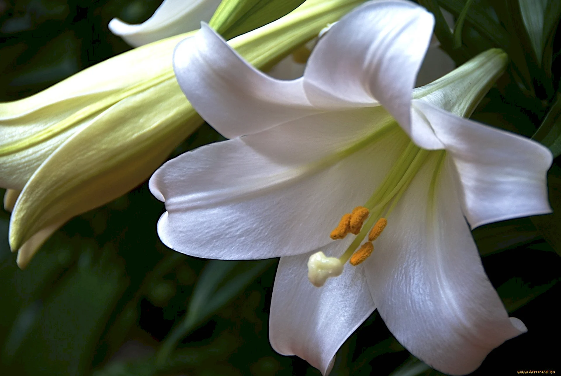 Лилии и лилейники белые
