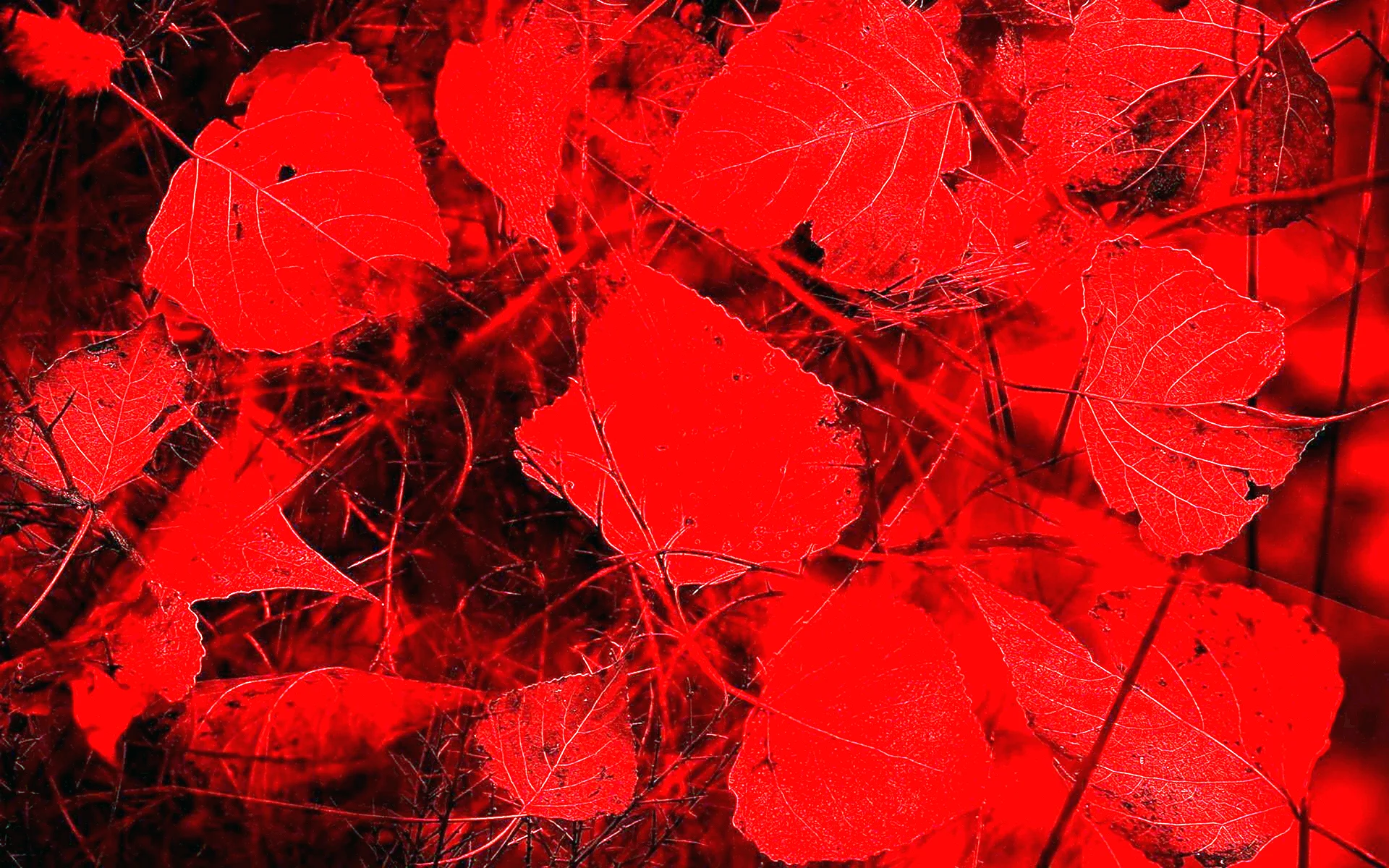 Лист красного цвета