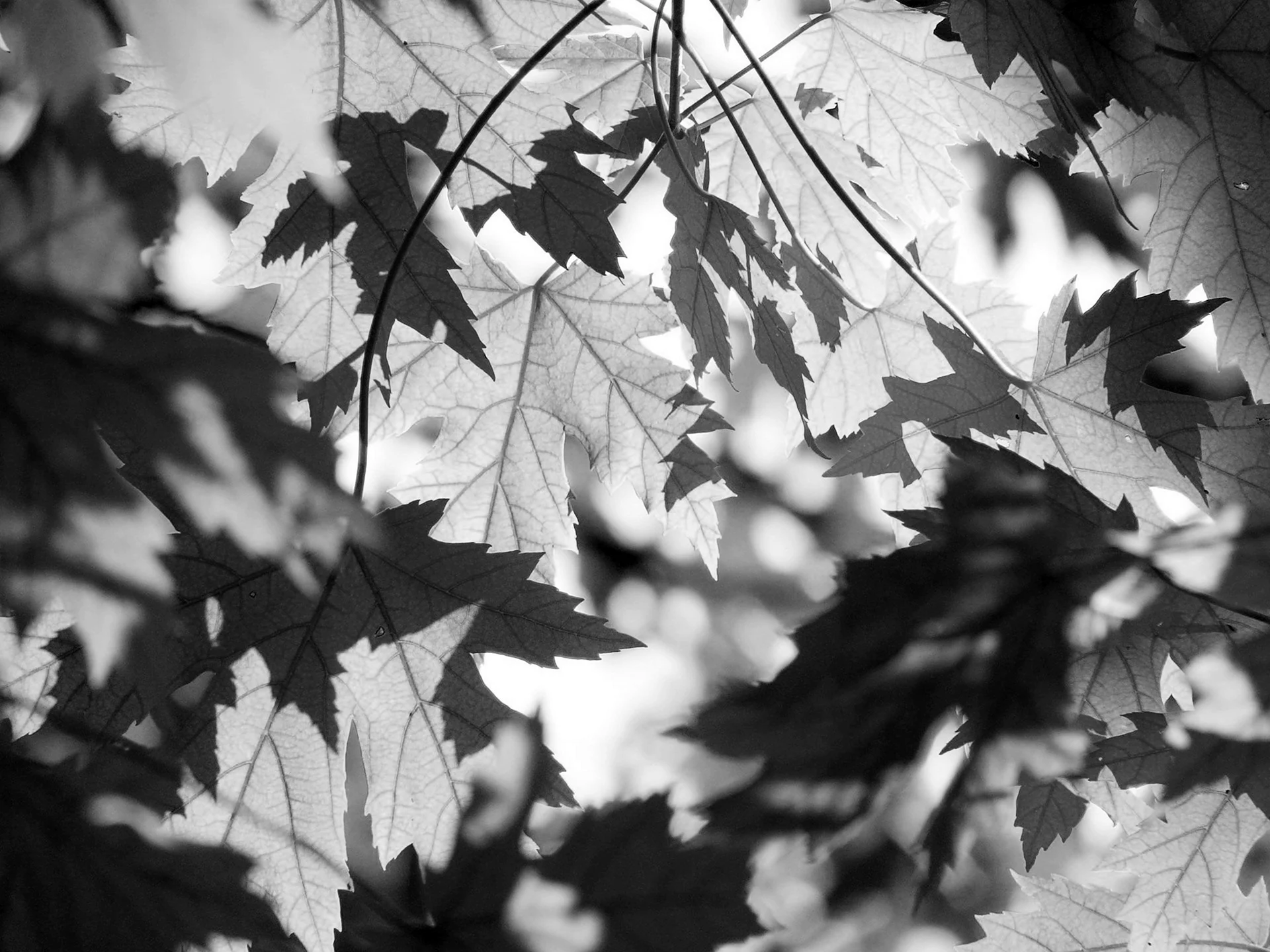 Листья черно белые