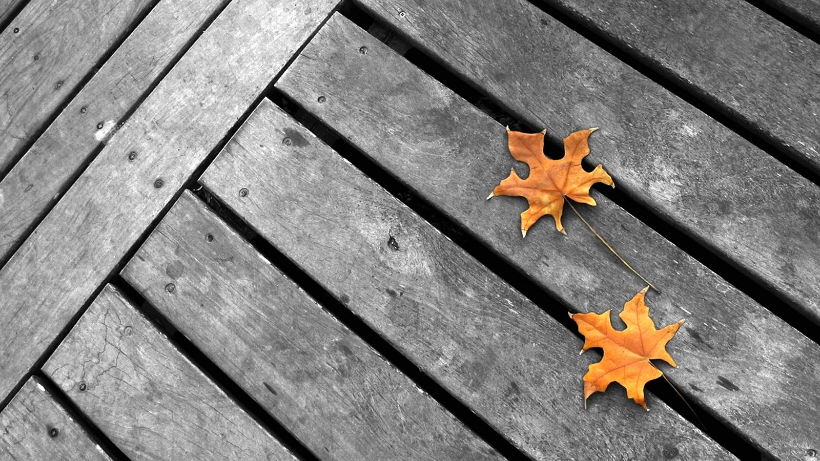 Листья на деревянном полу