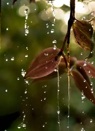 Листья под дождем