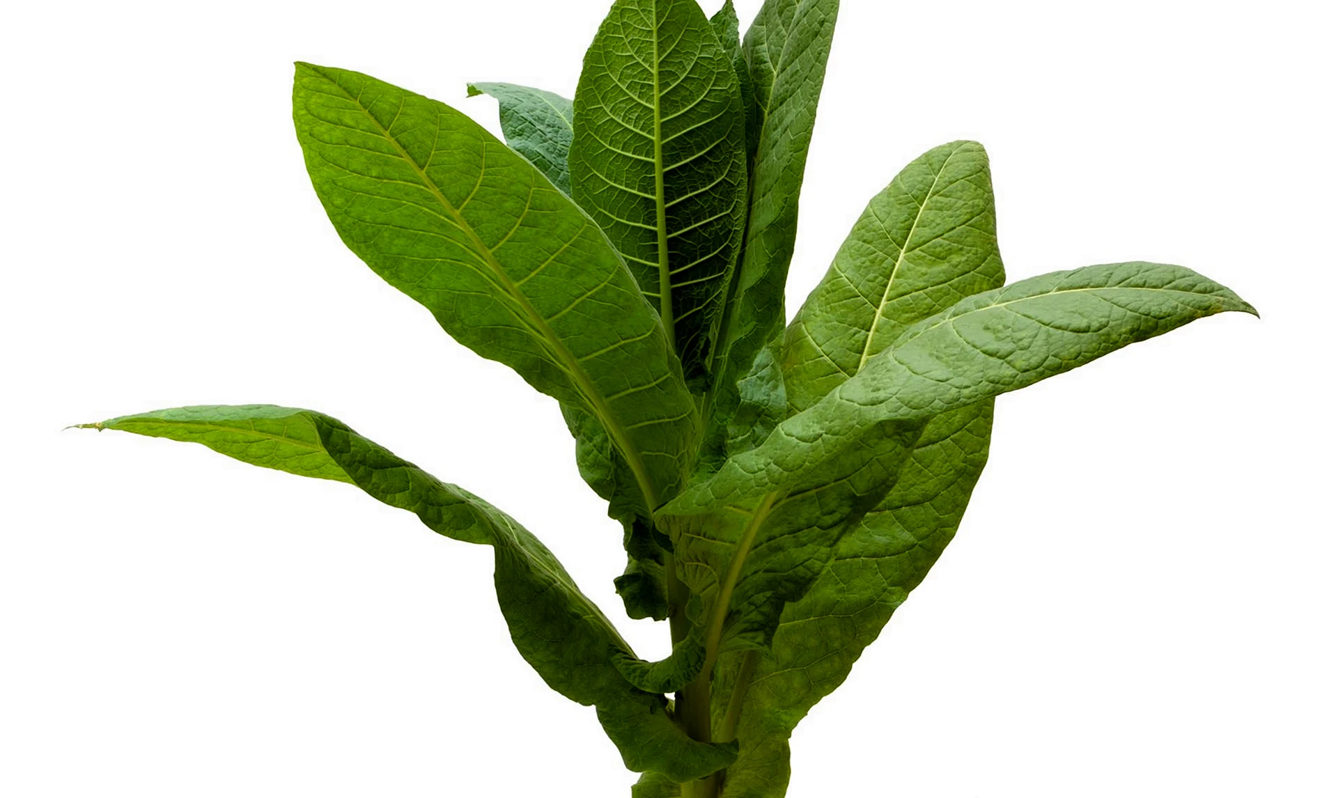 Листья табака на белом фоне