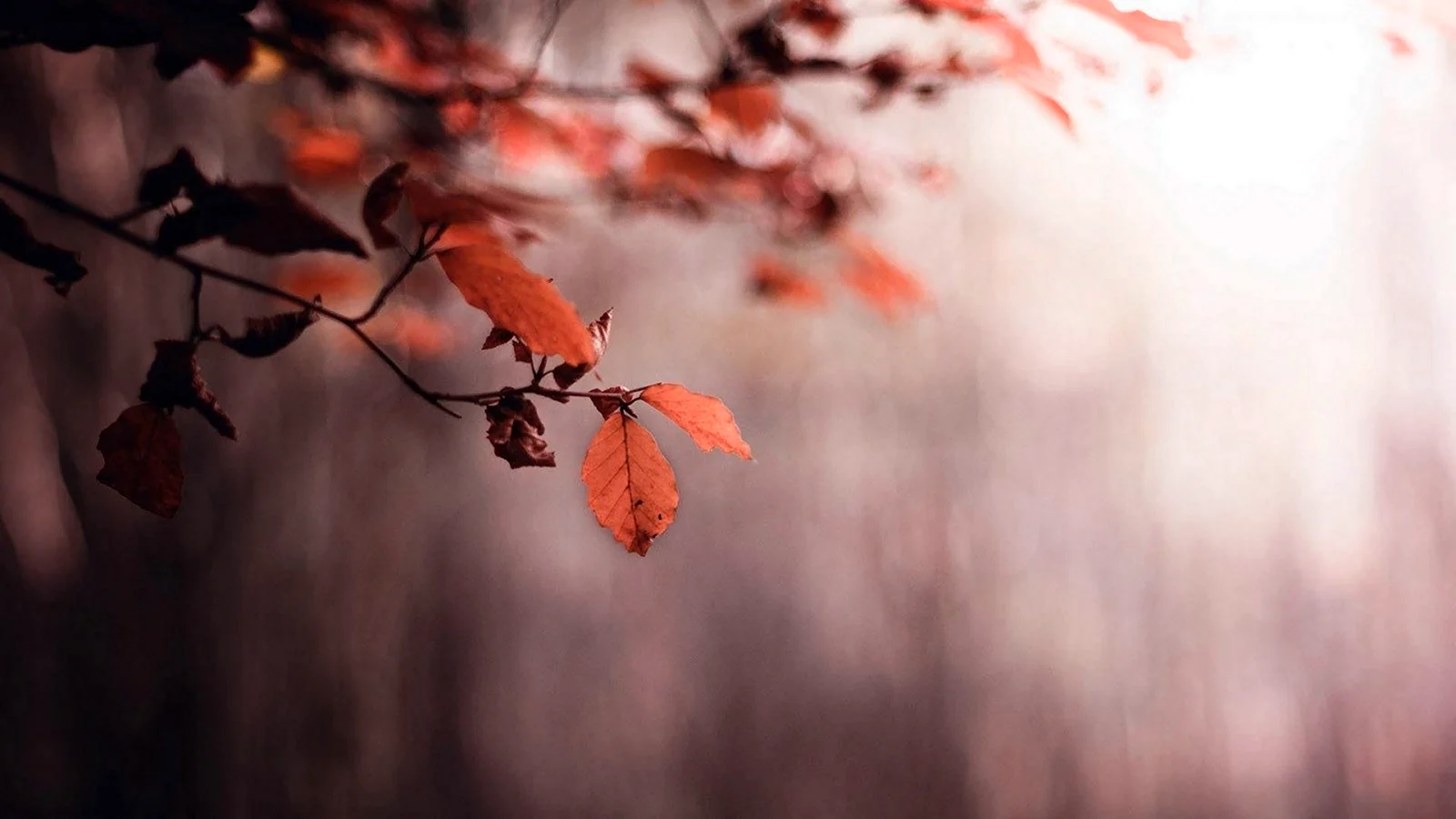 Листья в тумане