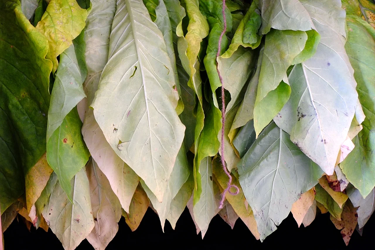 Longbottom Leaf табак