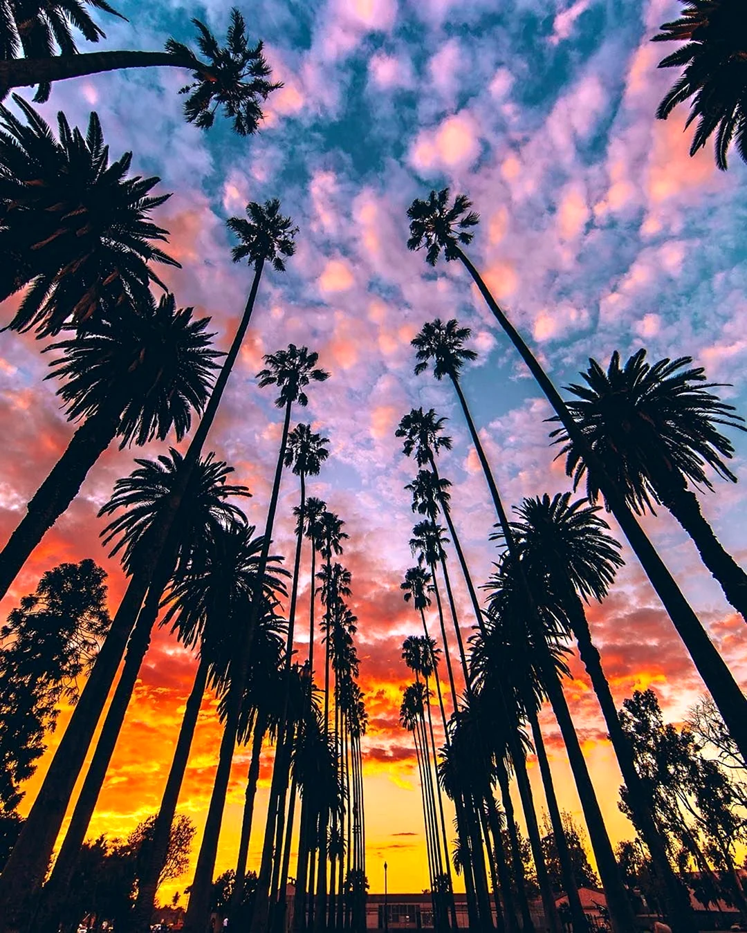 Лос Анджелес Калифорния пальмы