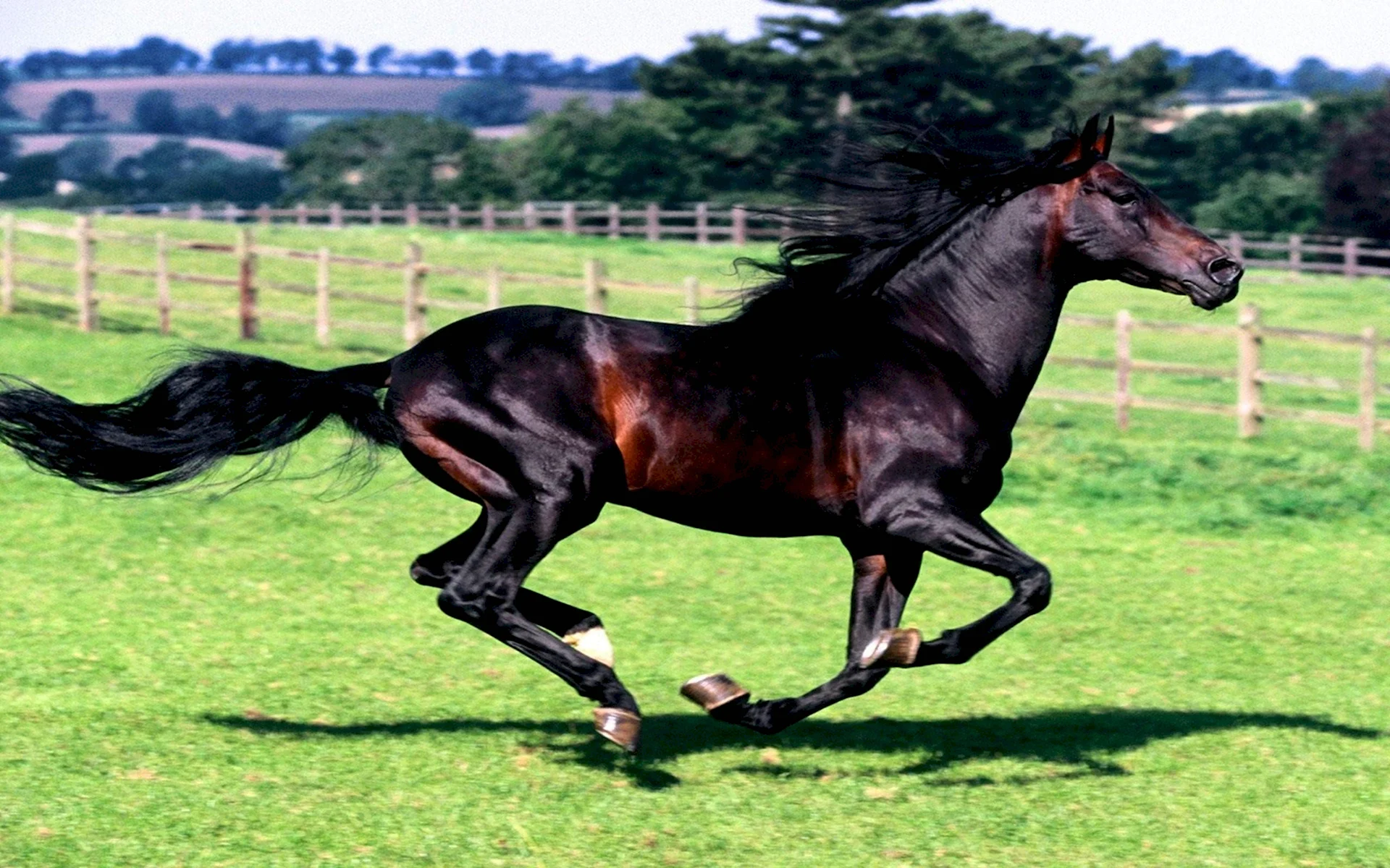 Лошадь породы Мустанг черный