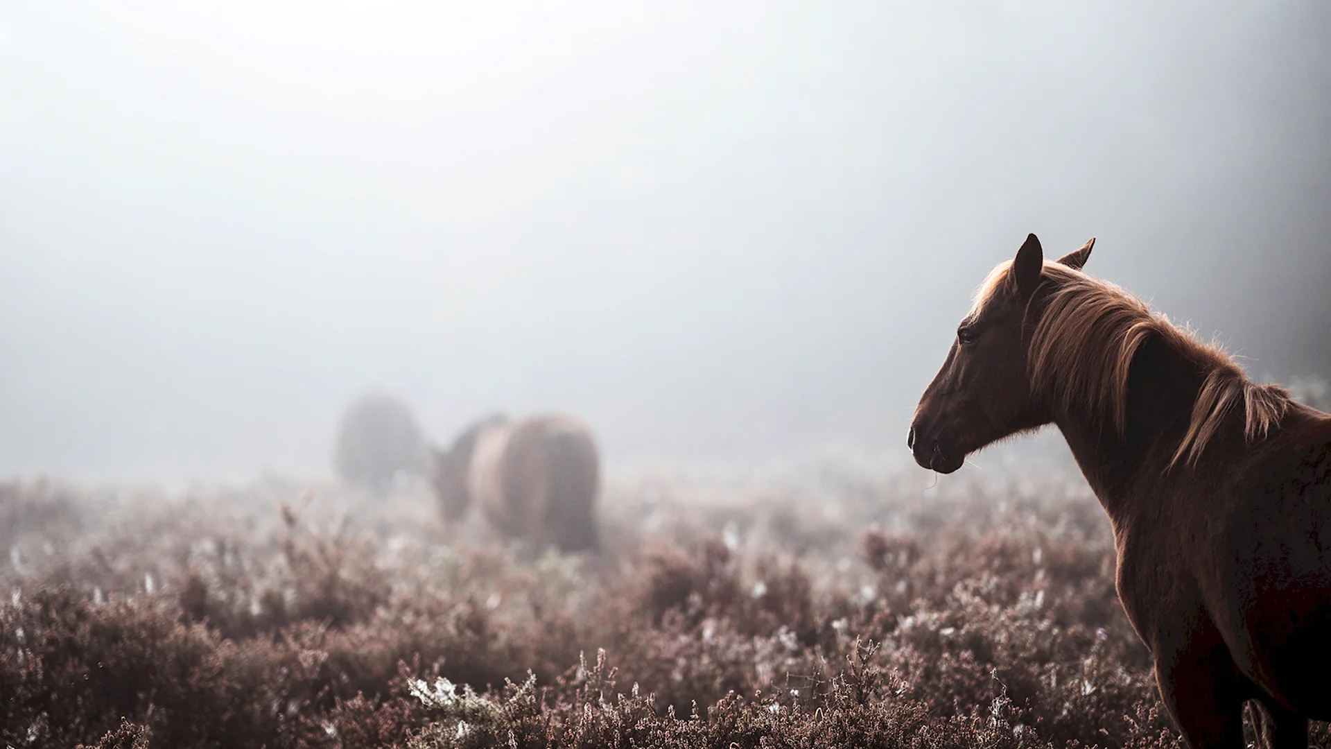 Лошадь в тумане