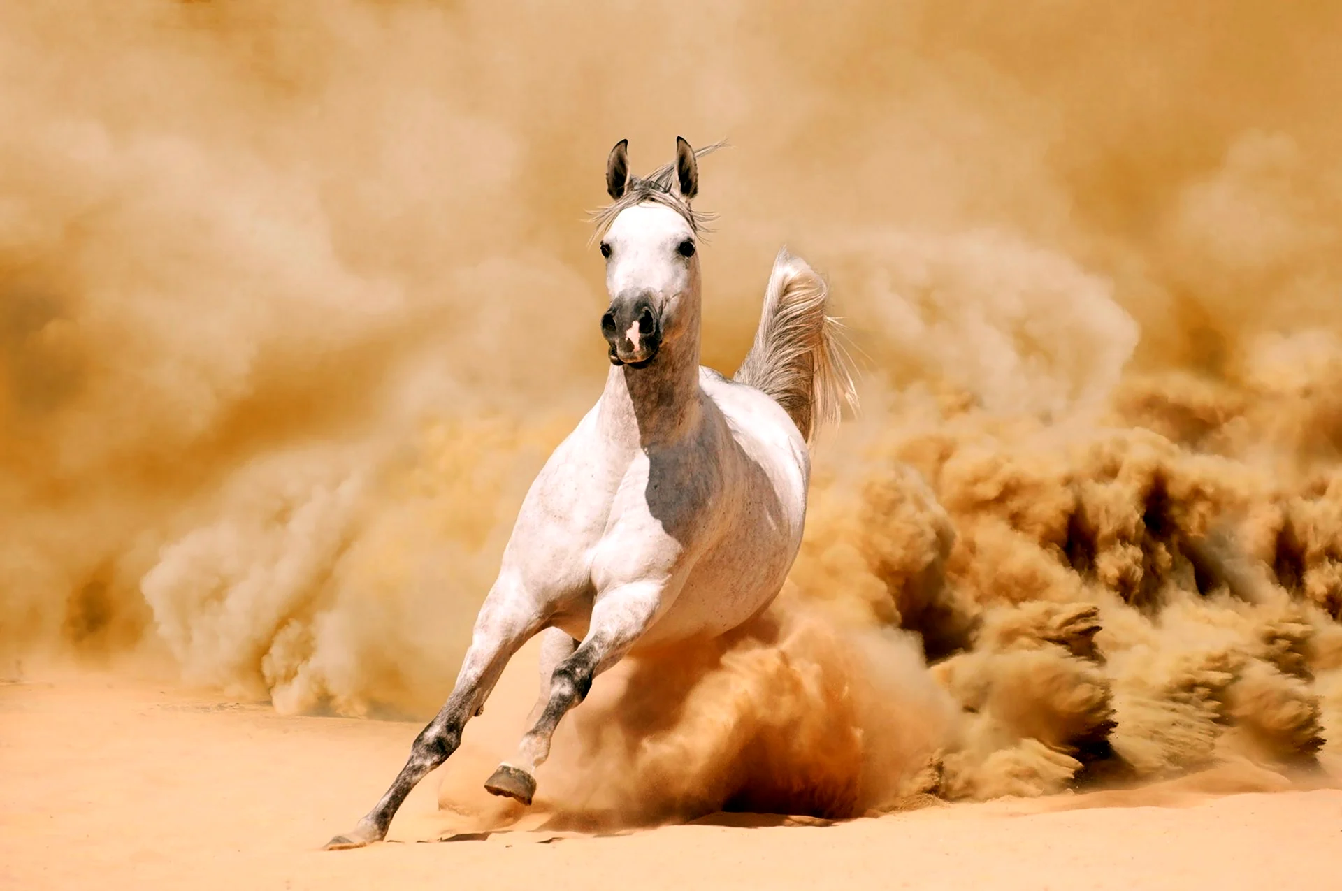 Лошади арабские скакуны
