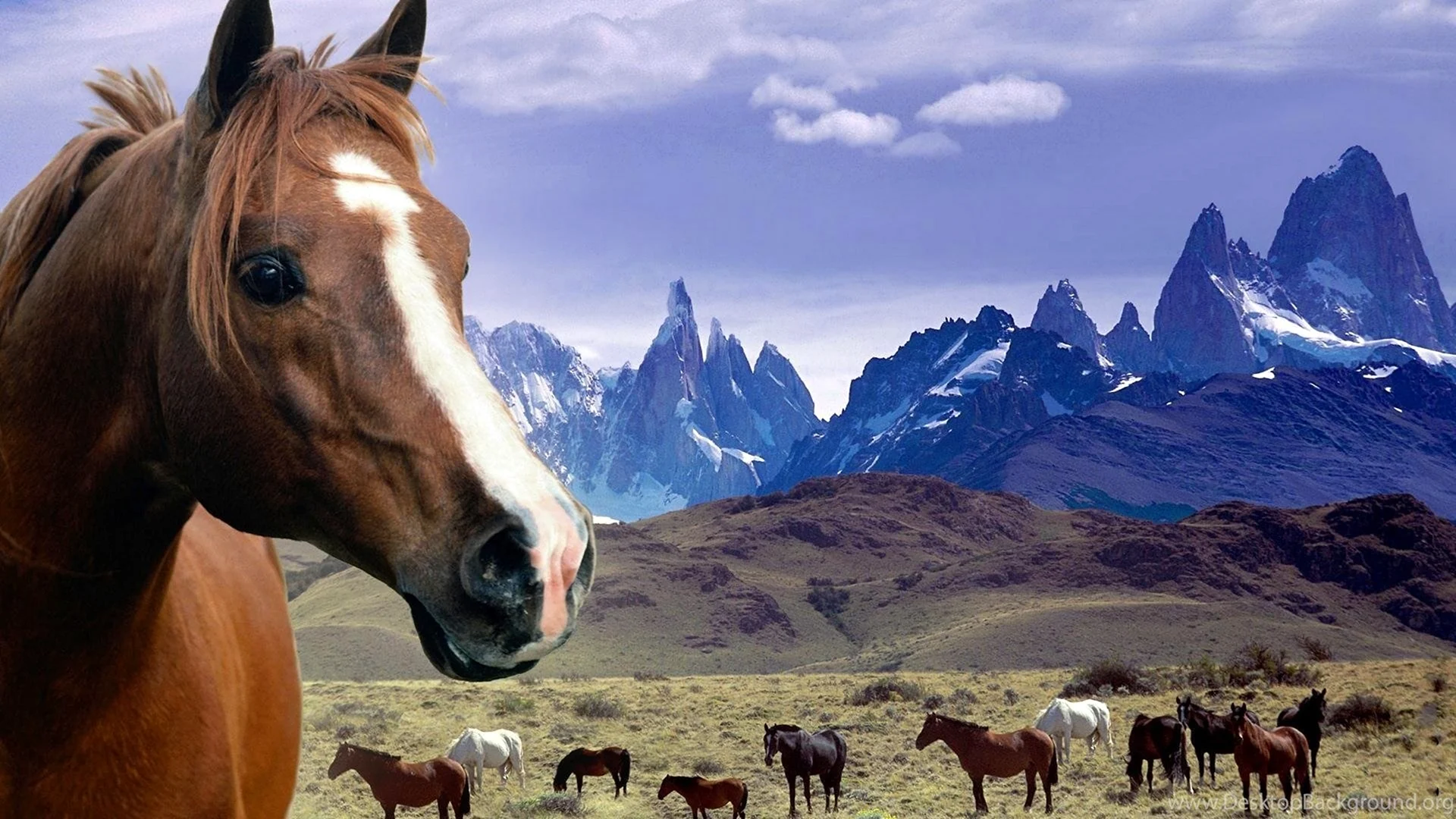 Лошади на фоне гор