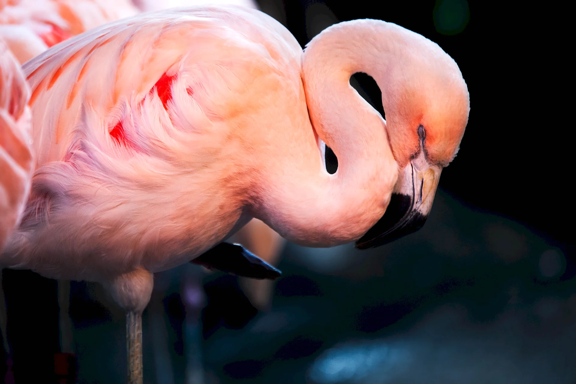 Лососевый Фламинго