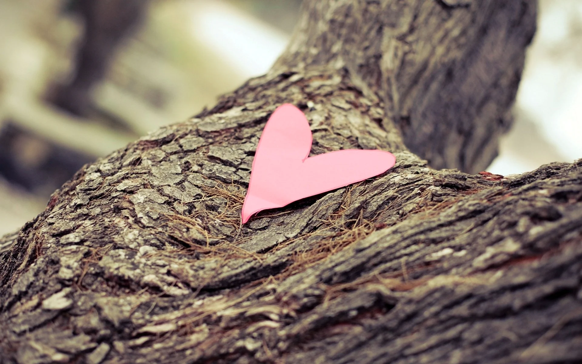 Love на дереве