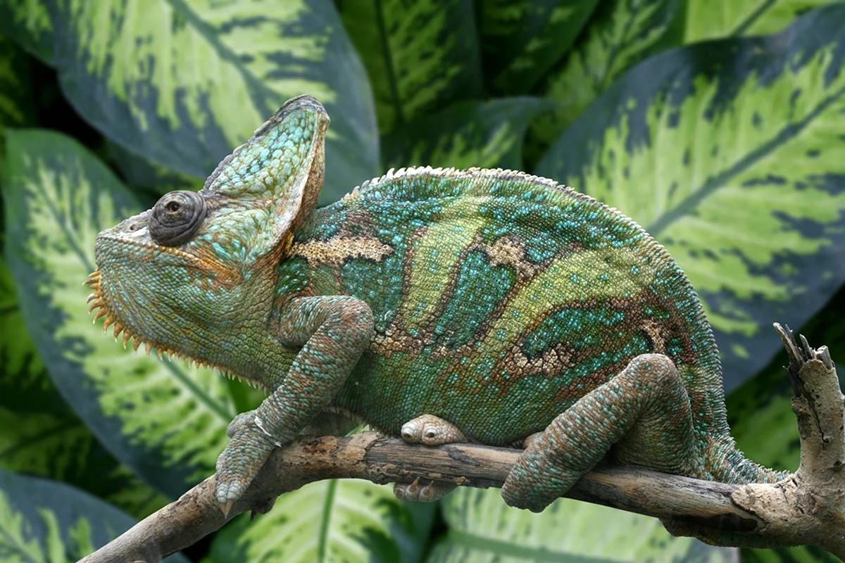 Мадагаскарский хамелеон