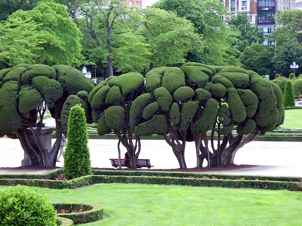 Мадрид парк Ретиро деревья