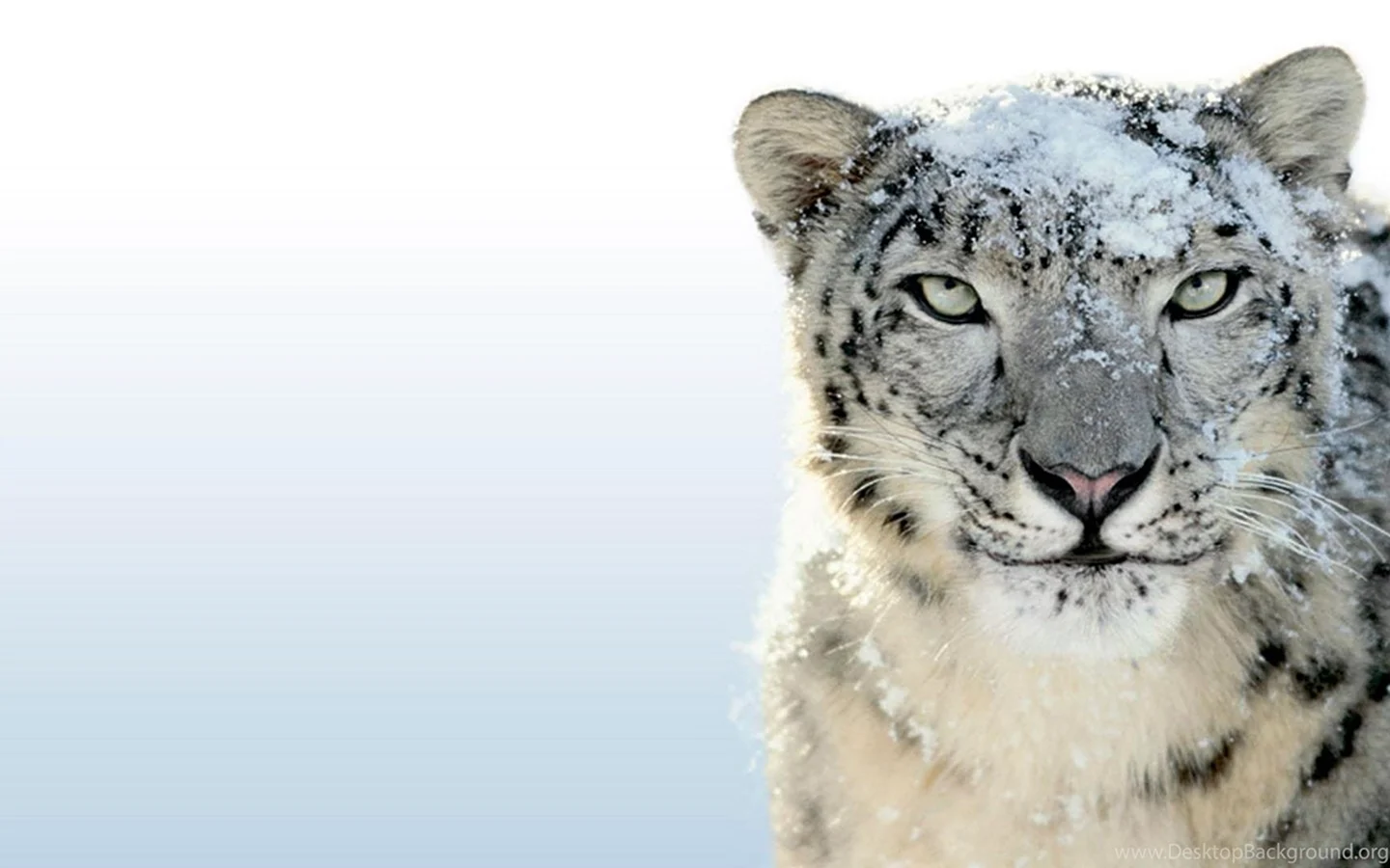 Мак ОС снежный леопард